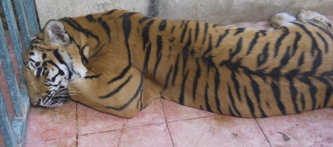 tigre guerrero