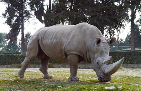 rinoceronte blanco zacango