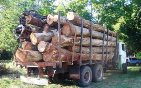 camion asegurado tala ilegal